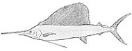 State Fish