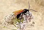New Mexico State Bug