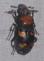 Rhode Island State Bug