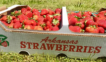 City Logo for Strawberry