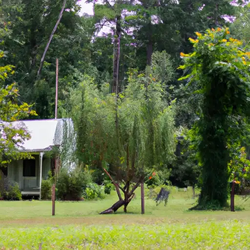 Rural homes in Winston, Mississippi