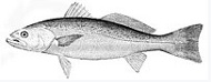 State Fish